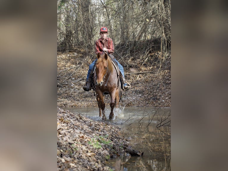 American Quarter Horse Wallach 7 Jahre 152 cm Roan-Red in Sulphur Springs