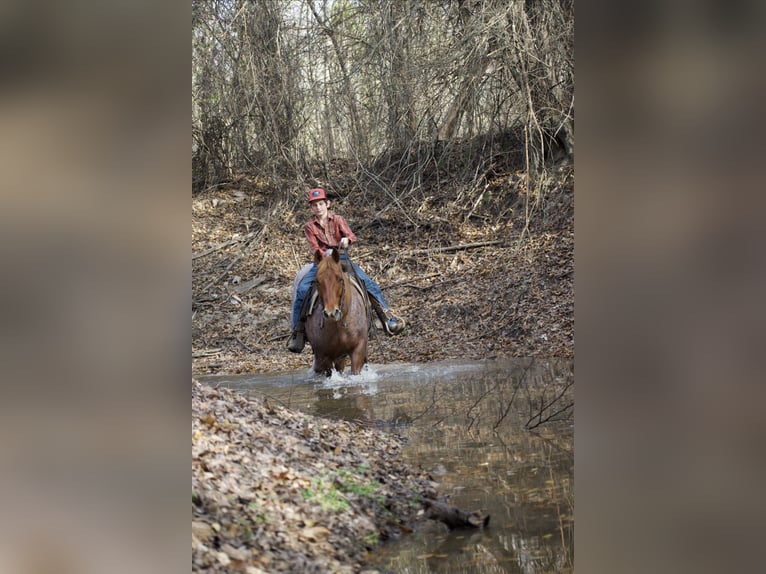 American Quarter Horse Wallach 7 Jahre 152 cm Roan-Red in Sulphur Springs