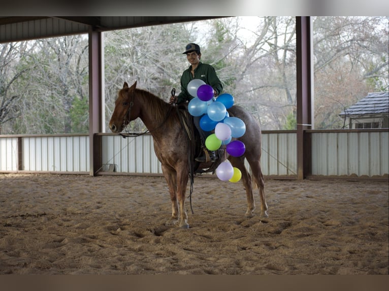 American Quarter Horse Wallach 7 Jahre 152 cm Roan-Red in Sulphur Springs