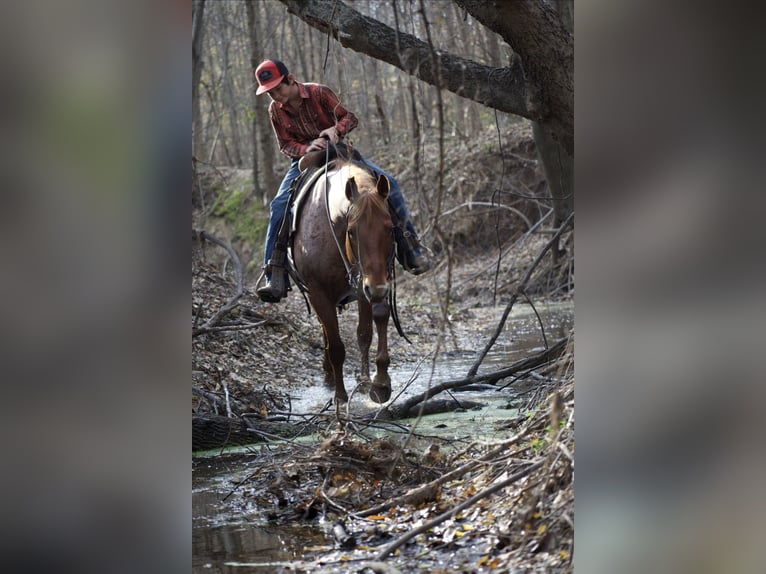 American Quarter Horse Wallach 7 Jahre 152 cm Roan-Red in Sulphur Springs