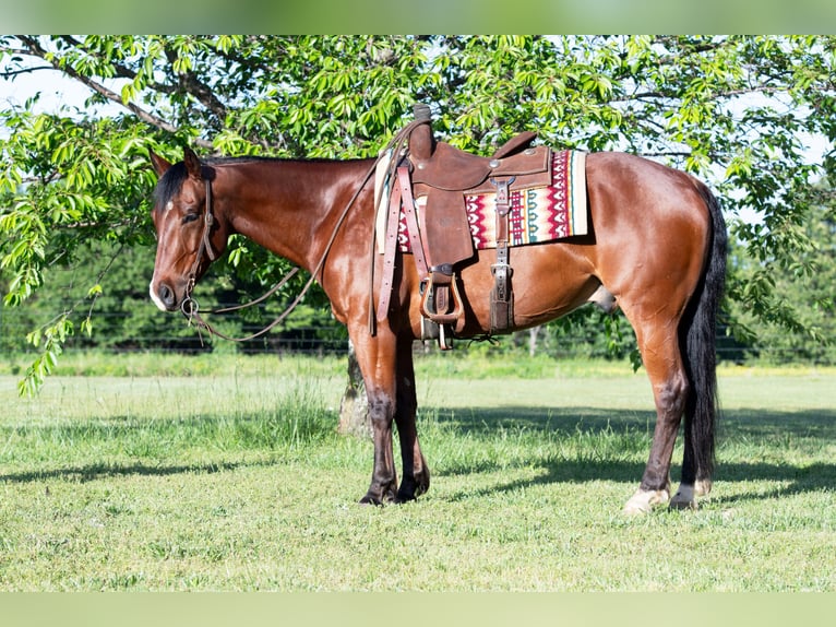 American Quarter Horse Wallach 7 Jahre 152 cm Rotbrauner in Guy