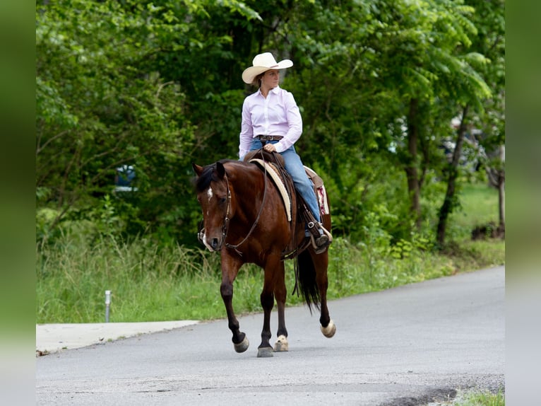 American Quarter Horse Wallach 7 Jahre 152 cm Rotbrauner in Guy