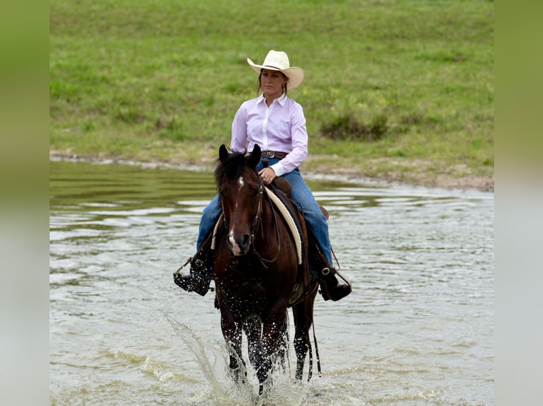American Quarter Horse Wallach 7 Jahre 152 cm Rotbrauner in Guy