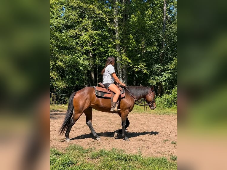 American Quarter Horse Wallach 7 Jahre 152 cm Rotbrauner in Manton, Michigan