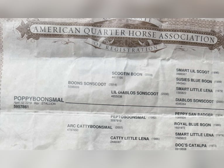 American Quarter Horse Wallach 7 Jahre 152 cm Rotbrauner in Guy
