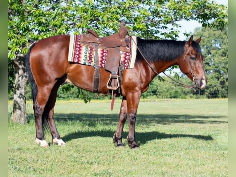 American Quarter Horse Wallach 7 Jahre 152 cm Rotbrauner in Guy
