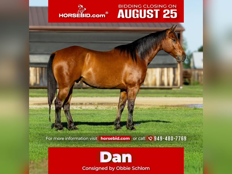 American Quarter Horse Wallach 7 Jahre 152 cm Rotbrauner in Canyon