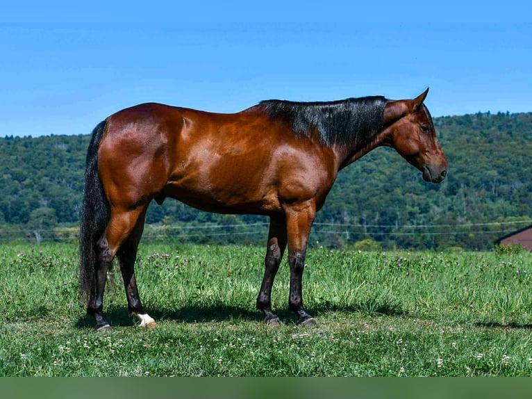 American Quarter Horse Wallach 7 Jahre 152 cm Rotbrauner in Rebersburg