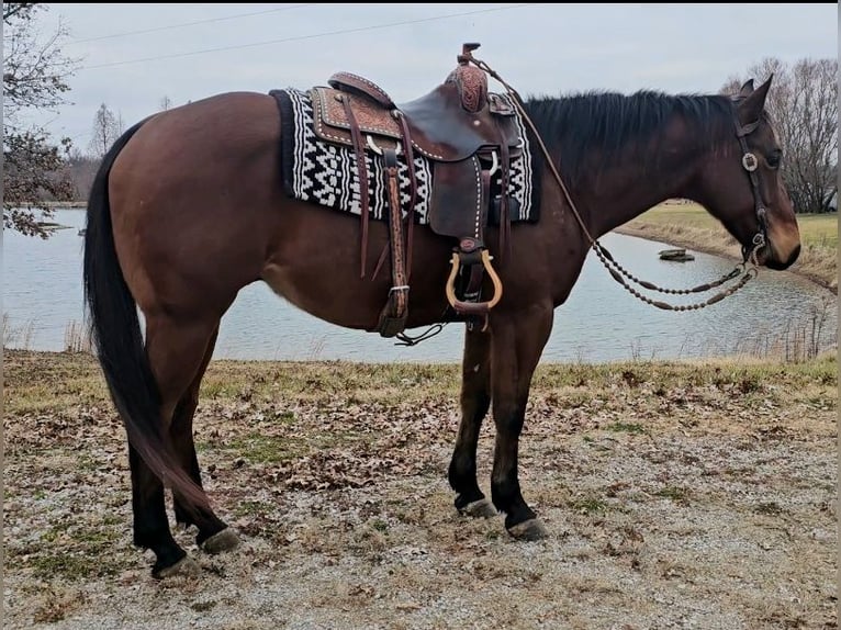 American Quarter Horse Wallach 7 Jahre 152 cm Rotbrauner in Robards, KY