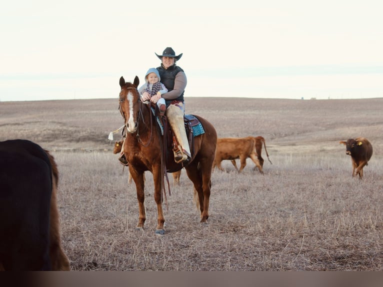 American Quarter Horse Wallach 7 Jahre 152 cm Rotfuchs in Okemah, OK