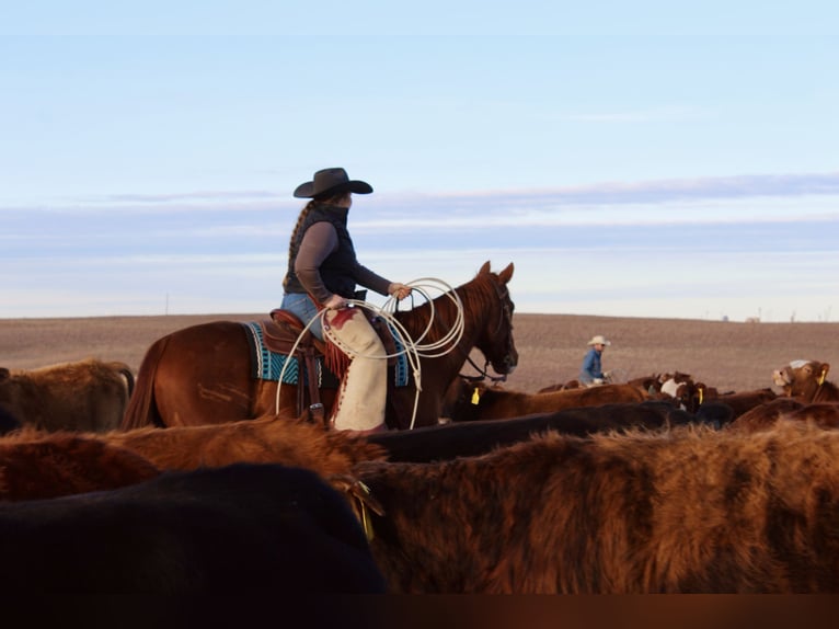 American Quarter Horse Wallach 7 Jahre 152 cm Rotfuchs in Okemah, OK