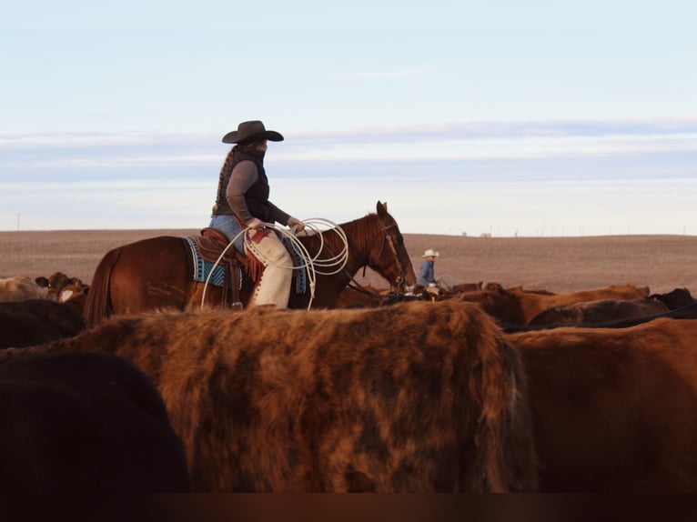 American Quarter Horse Wallach 7 Jahre 152 cm Rotfuchs in Okemah, OK