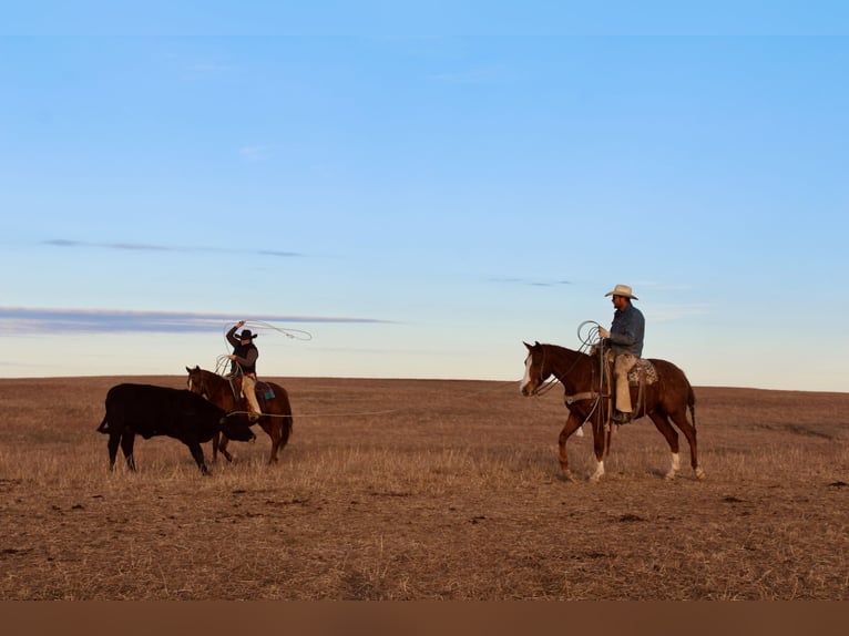 American Quarter Horse Wallach 7 Jahre 152 cm Rotfuchs in Okemah, OK