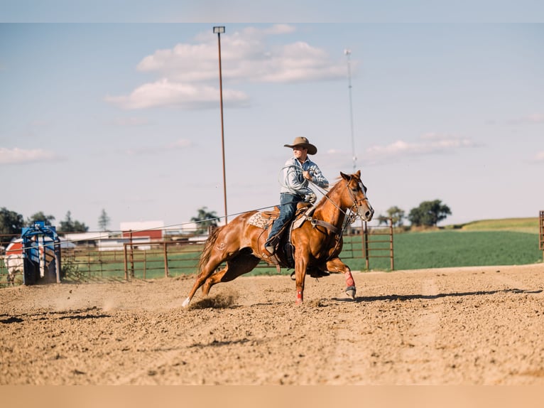 American Quarter Horse Wallach 7 Jahre 152 cm Rotfuchs in Decorah