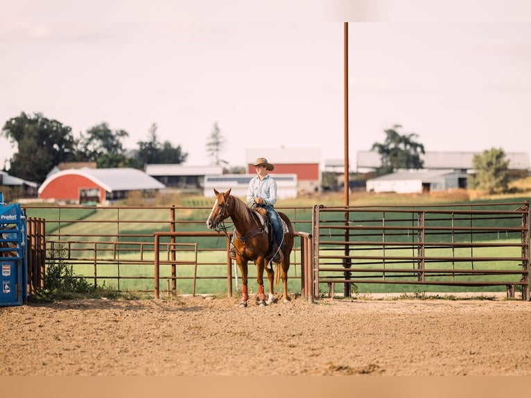 American Quarter Horse Wallach 7 Jahre 152 cm Rotfuchs in Decorah
