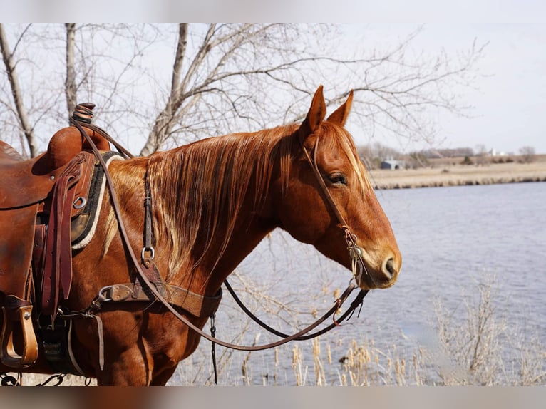 American Quarter Horse Wallach 7 Jahre 152 cm Rotfuchs in Valley Springs