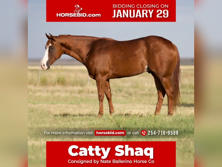 American Quarter Horse Wallach 7 Jahre 152 cm Rotfuchs in Waco, TX