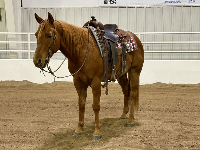 American Quarter Horse Wallach 7 Jahre 152 cm Rotfuchs in Cannon Falls