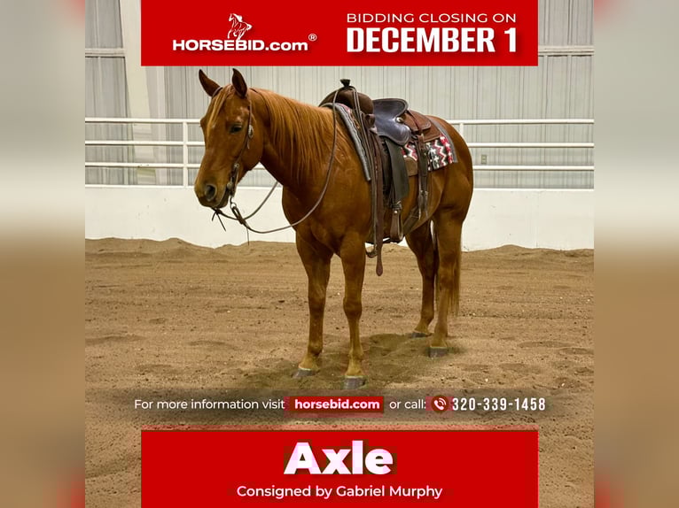 American Quarter Horse Wallach 7 Jahre 152 cm Rotfuchs in Cannon Falls