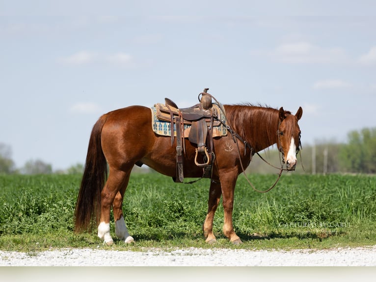 American Quarter Horse Wallach 7 Jahre 152 cm Rotfuchs in Lewistown