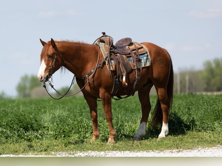 American Quarter Horse Wallach 7 Jahre 152 cm Rotfuchs in Lewistown
