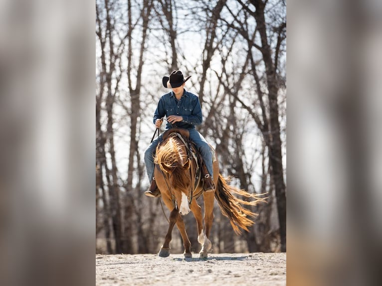 American Quarter Horse Wallach 7 Jahre 152 cm Rotfuchs in Lewistown