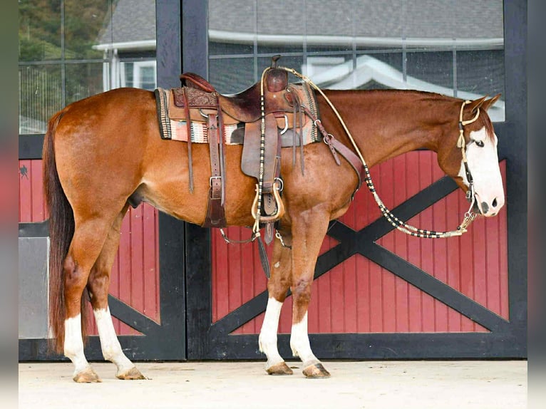 American Quarter Horse Wallach 7 Jahre 152 cm Rotfuchs in Rebersburg