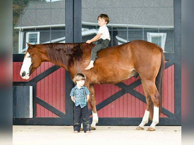 American Quarter Horse Wallach 7 Jahre 152 cm Rotfuchs in Rebersburg