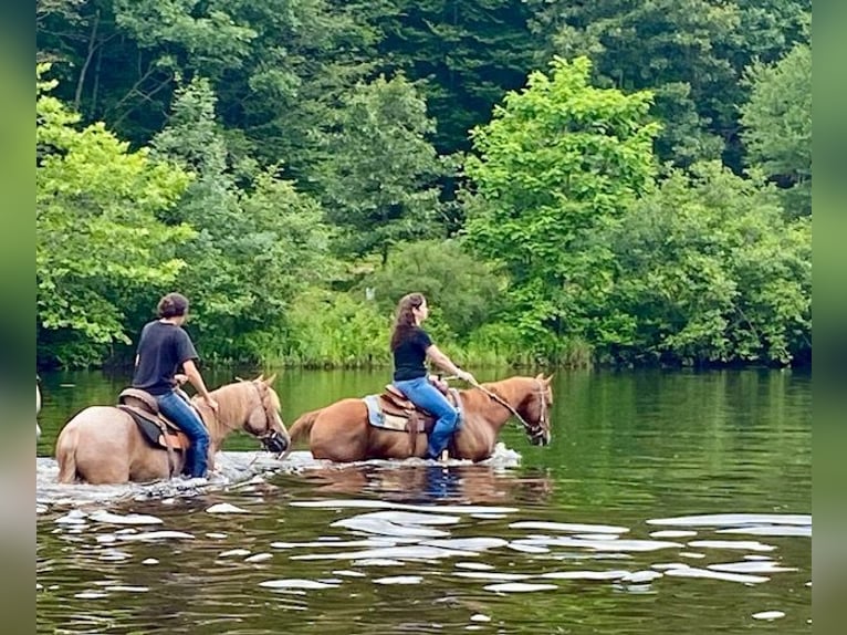 American Quarter Horse Wallach 7 Jahre 152 cm Rotfuchs in North Windham