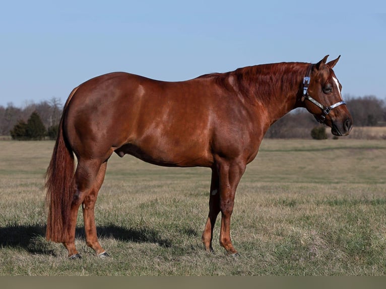 American Quarter Horse Wallach 7 Jahre 152 cm Rotfuchs in Buffalo