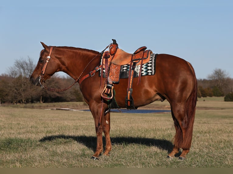 American Quarter Horse Wallach 7 Jahre 152 cm Rotfuchs in Buffalo