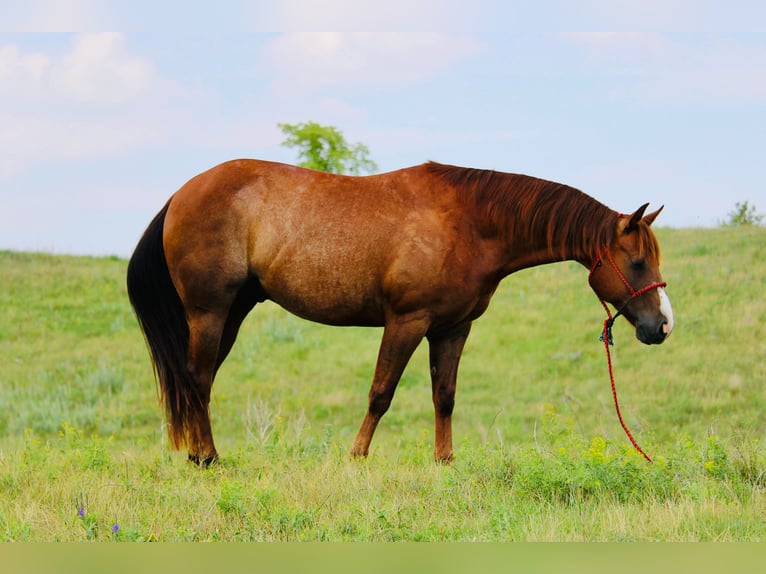 American Quarter Horse Wallach 7 Jahre 152 cm Rotfuchs in Clark