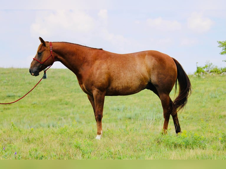 American Quarter Horse Wallach 7 Jahre 152 cm Rotfuchs in Clark
