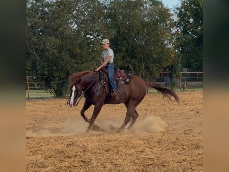 American Quarter Horse Wallach 7 Jahre 152 cm Rotfuchs in Cleburne