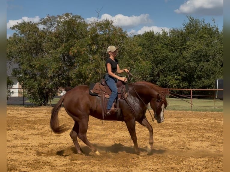 American Quarter Horse Wallach 7 Jahre 152 cm Rotfuchs in Cleburne