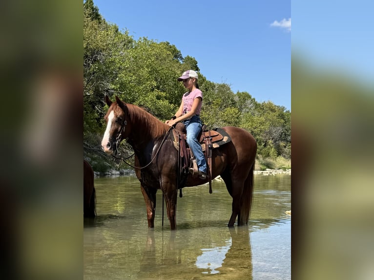 American Quarter Horse Wallach 7 Jahre 152 cm Rotfuchs in Cleburne
