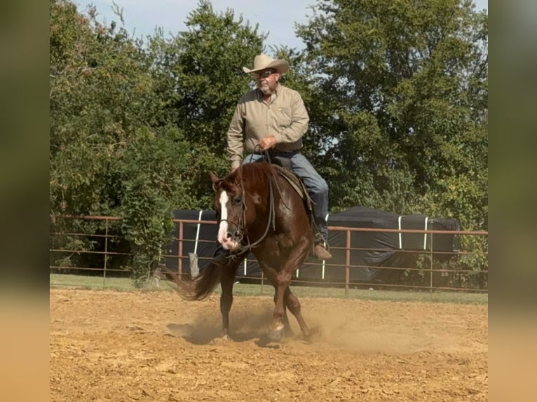 American Quarter Horse Wallach 7 Jahre 152 cm Rotfuchs in Cleburne