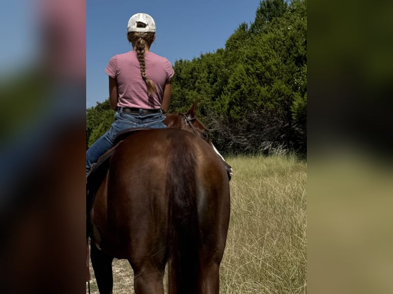 American Quarter Horse Wallach 7 Jahre 152 cm Rotfuchs in Cleburne