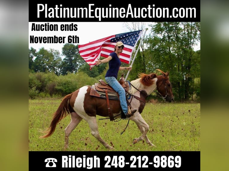 American Quarter Horse Wallach 7 Jahre 152 cm Rotfuchs in Highland MI