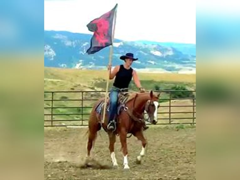 American Quarter Horse Wallach 7 Jahre 152 cm Rotfuchs in Banner, WY