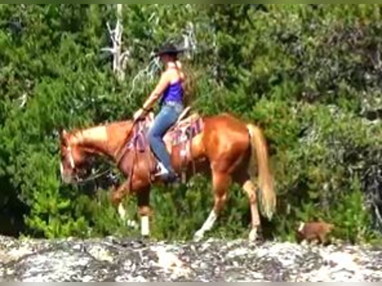 American Quarter Horse Wallach 7 Jahre 152 cm Rotfuchs in Banner, WY