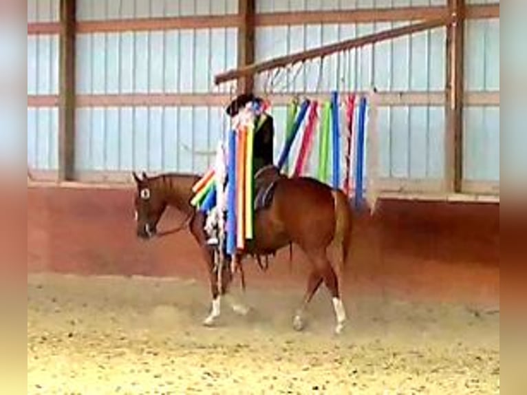 American Quarter Horse Wallach 7 Jahre 152 cm Rotfuchs in Banner, WY