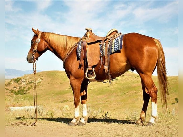 American Quarter Horse Wallach 7 Jahre 152 cm Rotfuchs in Banner, WY