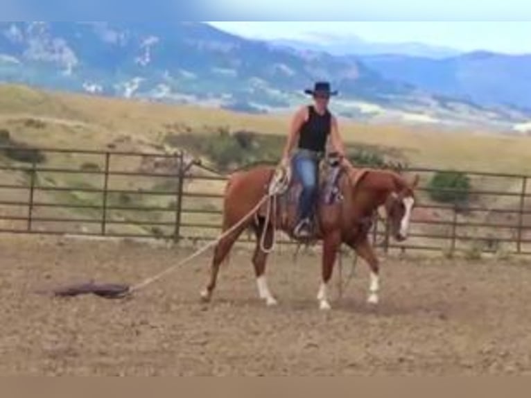 American Quarter Horse Wallach 7 Jahre 152 cm Rotfuchs in Banner, WY