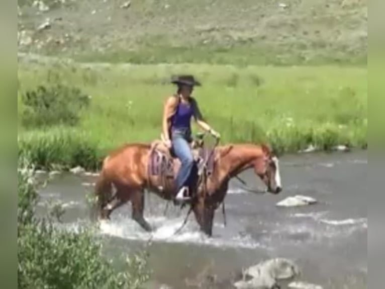 American Quarter Horse Wallach 7 Jahre 152 cm Rotfuchs in Banner, WY