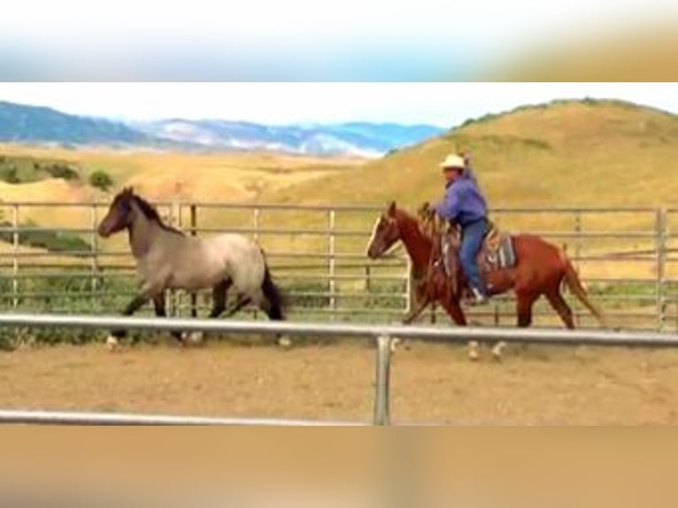 American Quarter Horse Wallach 7 Jahre 152 cm Rotfuchs in Banner, WY