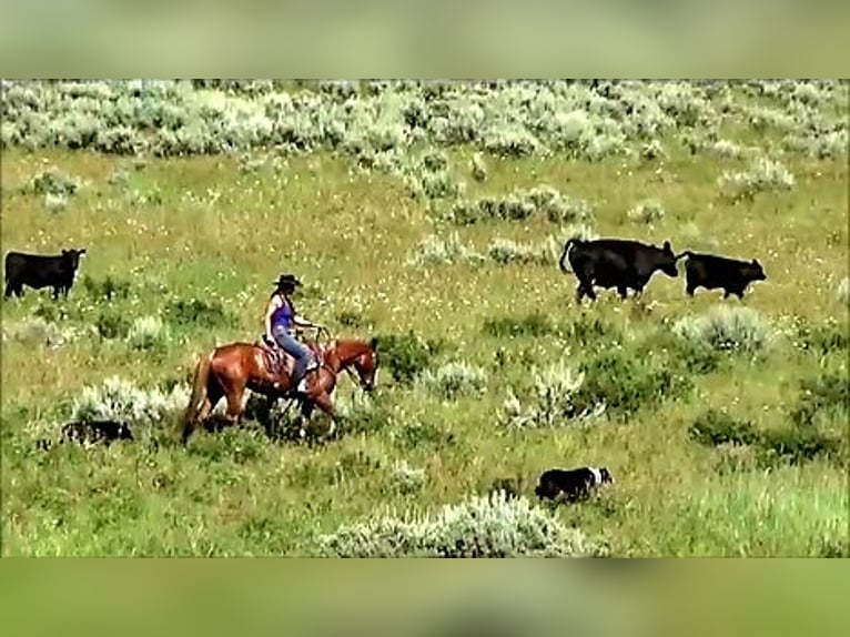 American Quarter Horse Wallach 7 Jahre 152 cm Rotfuchs in Banner, WY