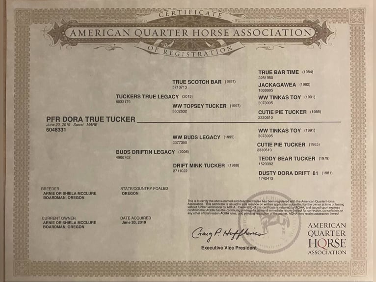 American Quarter Horse Wallach 7 Jahre 152 cm Rotfuchs in Bitterwater CA