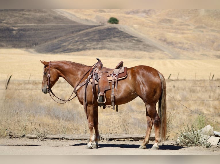 American Quarter Horse Wallach 7 Jahre 152 cm Rotfuchs in Bitterwater CA