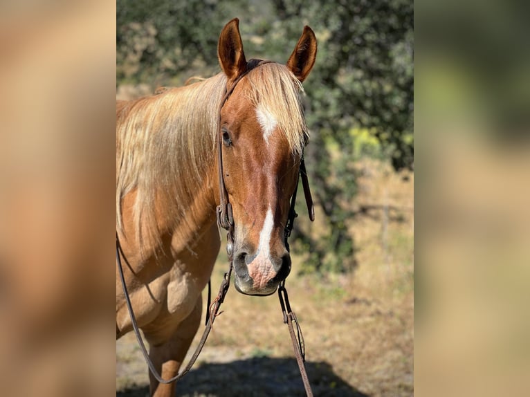 American Quarter Horse Wallach 7 Jahre 152 cm Rotfuchs in Paicines CA